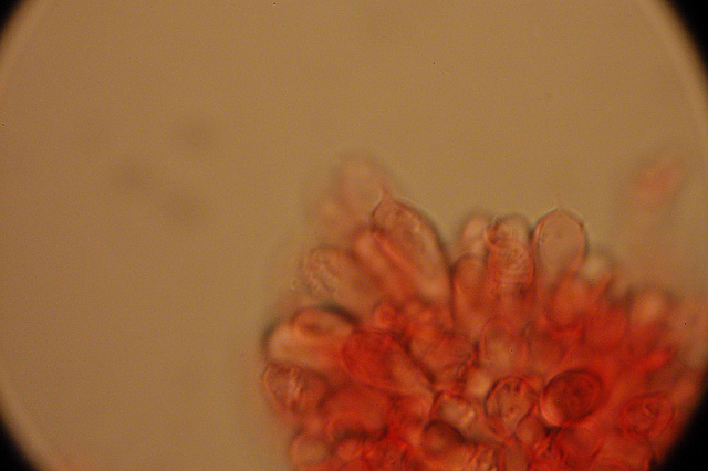 Messa a punto del microscopio